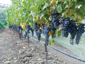 What the Soil Reveals – The Art of Reading Terroir